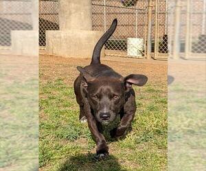 Bassetdor Dogs for adoption in Plano, TX, USA