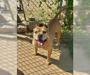 Mutt Dogs for adoption in Hillsboro, NH, USA