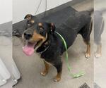 Small Rottweiler Mix