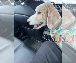 Doodle-Labradoodle Mix Puppy for sale in MILWAUKEE, WI, USA