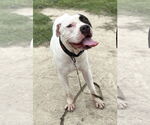 Small #2 American Pit Bull Terrier Mix