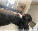 Small Photo #1 Doodle-Labradoodle Mix Puppy For Sale in SOUTH AMBOY, NJ, USA