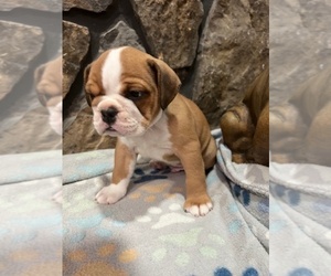 Olde English Bulldogge Puppy for sale in MCMINNVILLE, TN, USA