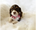 Small #3 Dachshund