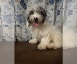 Small #10 Cavapoo-Poodle (Miniature) Mix