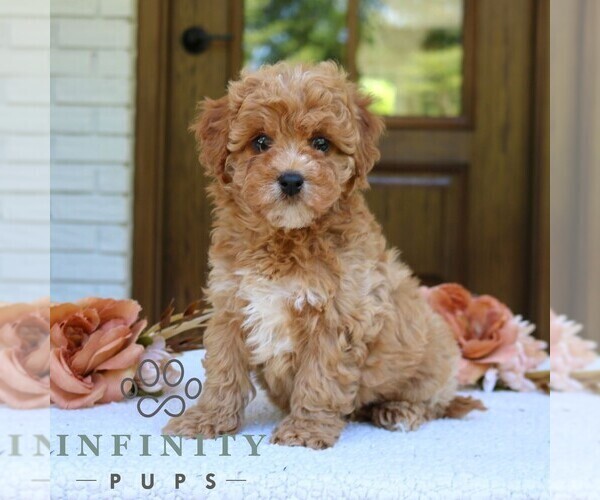 Medium Photo #3 Cavapoo (Miniature) Puppy For Sale in NARVON, PA, USA