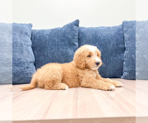 Medium Photo #4 Goldendoodle (Miniature) Puppy For Sale in MILLERSBURG, OH, USA