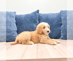 Small Photo #41 Goldendoodle (Miniature) Puppy For Sale in MILLERSBURG, OH, USA