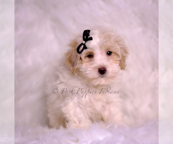 Medium Photo #74 Maltipoo (Miniature) Puppy For Sale in WARSAW, IN, USA