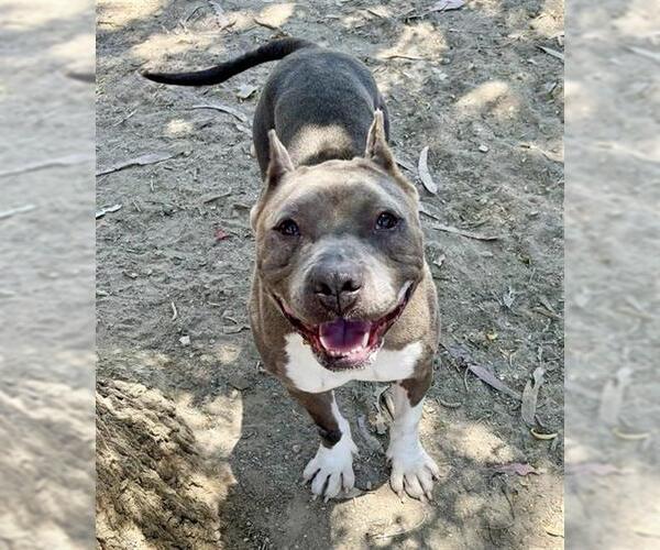 Medium Photo #1 American Pit Bull Terrier Puppy For Sale in Santa Maria, CA, USA