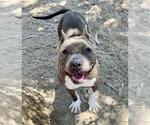 Small American Pit Bull Terrier