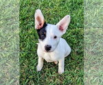 Small #4 Border Collie Mix