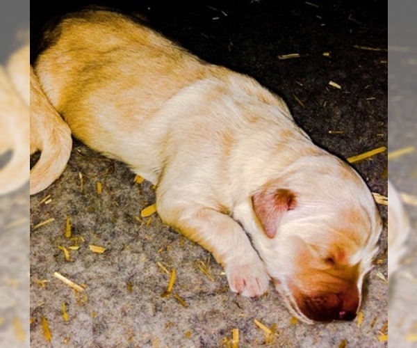 Medium Photo #4 Golden Retriever Puppy For Sale in PRYOR, OK, USA
