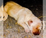 Small Photo #4 Golden Retriever Puppy For Sale in PRYOR, OK, USA