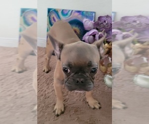 French Bulldog Dog for Adoption in SARASOTA, Florida USA