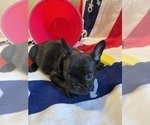 Small #12 French Bulldog