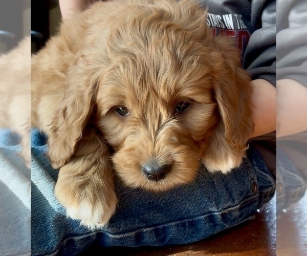 Medium Photo #3 Goldendoodle (Miniature) Puppy For Sale in RANDOLPH, WI, USA