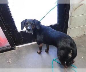 Beagle Dogs for adoption in Tulsa, OK, USA