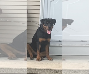 Rottweiler Puppy for sale in PROVIDENCE, RI, USA