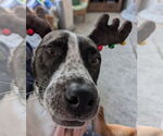 Small #10 American Pit Bull Terrier-Saint Bernard Mix