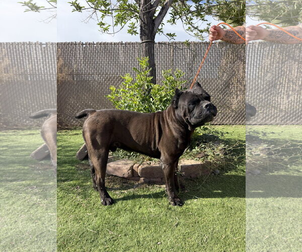 Medium Photo #2 Mutt Puppy For Sale in Goodyear, AZ, USA