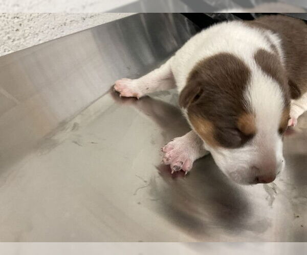 Medium Photo #1 German Shepherd Dog-Unknown Mix Puppy For Sale in San Bernardino, CA, USA