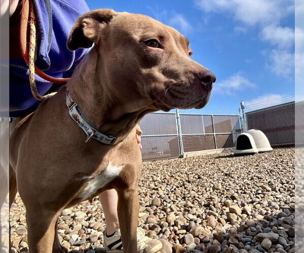 Medium Photo #5 Mutt Puppy For Sale in Evansville, IN, USA