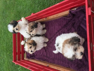 Shih-Poo-Yorkshire Terrier Mix Puppy for sale in LA FARGE, WI, USA