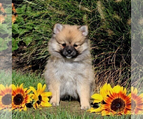 Medium Photo #1 Pomeranian Puppy For Sale in PARADISE, PA, USA