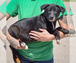 Small #1 German Shepherd Dog Mix