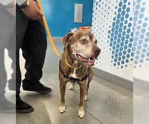 Labrador Retriever Dogs for adoption in San Martin, CA, USA