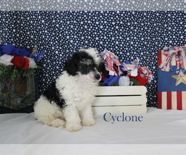 Medium Photo #16 Poodle (Toy) Puppy For Sale in CHANUTE, KS, USA