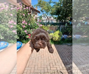 Medium Shih Tzu