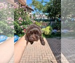 Puppy Chocolate Shih Tzu