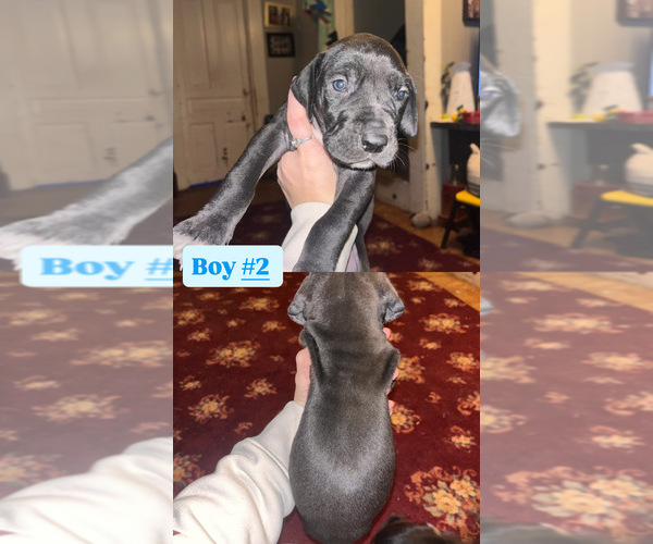 Medium Photo #1 Great Dane Puppy For Sale in GLADYS, VA, USA