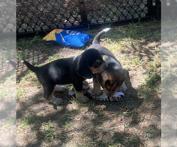 Medium Photo #8 Bluetick Beagle Puppy For Sale in TARBORO, NC, USA
