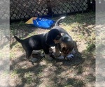 Small #7 Bluetick Beagle
