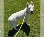 Small #2 Samoyed-white german shepherd Mix