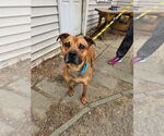 Small #1 American Pit Bull Terrier-Labrador Retriever Mix