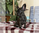 Small Photo #1 French Bulldog Puppy For Sale in PITTSBURG, CA, USA