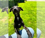 Small #3 Dachshund-German Shorthaired Pointer Mix
