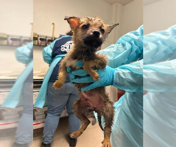 Medium Photo #1 Siberian Husky Puppy For Sale in Bakersfield, CA, USA