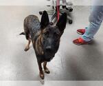 Small German Shepherd Dog Mix