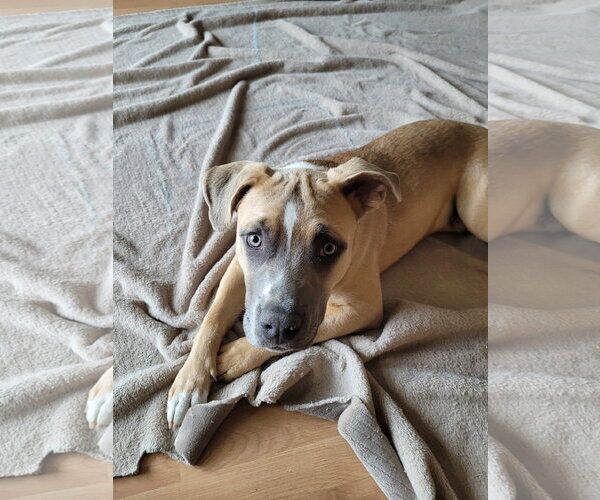 Medium Photo #4 Mutt Puppy For Sale in Sequim, WA, USA