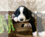 Puppy 1 Aussiedoodle-Poodle (Standard) Mix