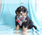 Small Bearded Collie-Bernese Mountain Dog Mix
