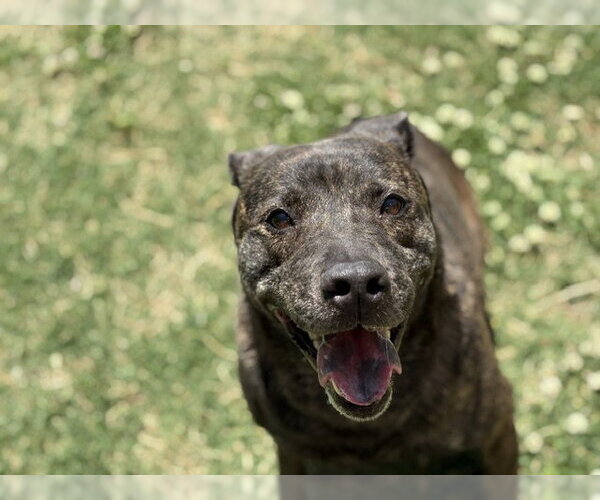 Medium Photo #3 Mutt Puppy For Sale in Tulsa, OK, USA