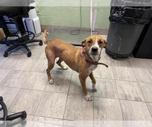 American Foxhound-Unknown Mix Dogs for adoption in Grand Prairie, TX, USA