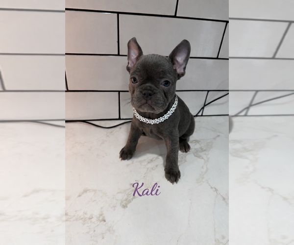 Medium Photo #3 French Bulldog Puppy For Sale in WEST PITTSTON, PA, USA