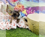 Small #2 Yorkshire Terrier